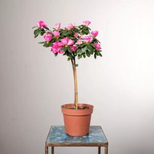 Jak sprawić, by azalia kwitła dłużej? Oto odpowiedź na pytanie, ile kwitnie azalia.