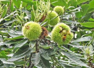 Magiczne momenty: jak kwitnie kasztan jadalny i tajemnice jego kwiatów