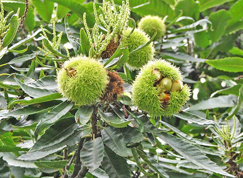 Magiczne momenty: jak kwitnie kasztan jadalny i tajemnice jego kwiatów