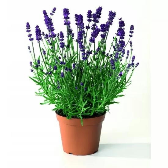 Sekrety pielęgnacji lawendy w doniczce, która pięknie kwitnie przez lata