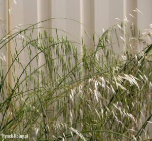 Skuteczne metody walki z głuchym chwastem zbożowym i ochrona plonów przed stratami