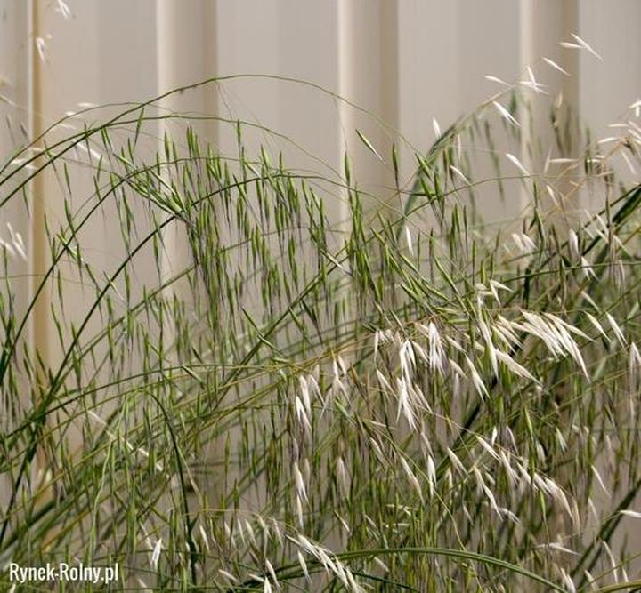 Skuteczne metody walki z głuchym chwastem zbożowym i ochrona plonów przed stratami