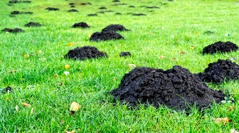 Skuteczne sposoby na walkę z kretami w ogrodzie – odkryj sprawdzone metody i porady