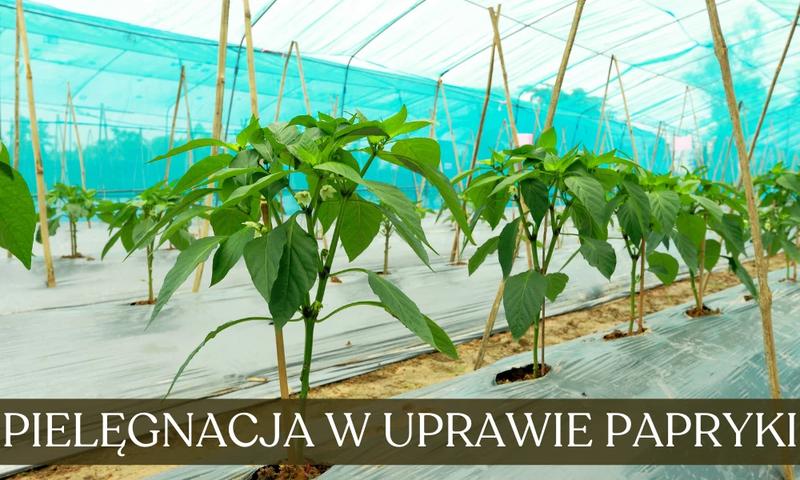 Przygotowanie gleby do uprawy