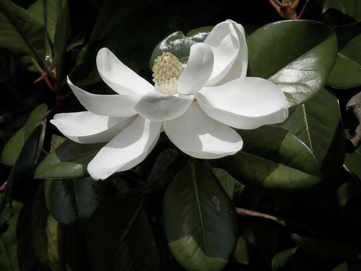 Rośliny zimozielone dla magnolii