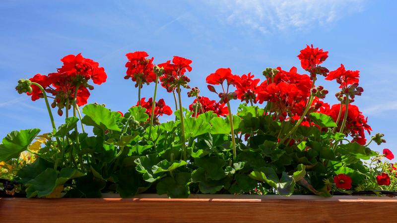 Zdrowy wzrost pelargonii
