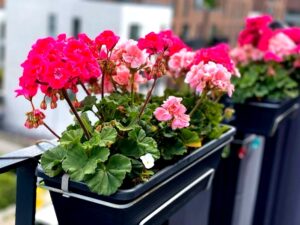 Najlepszy nawóz pod pelargonie – sekrety zdrowego wzrostu i pełnego kwitnienia