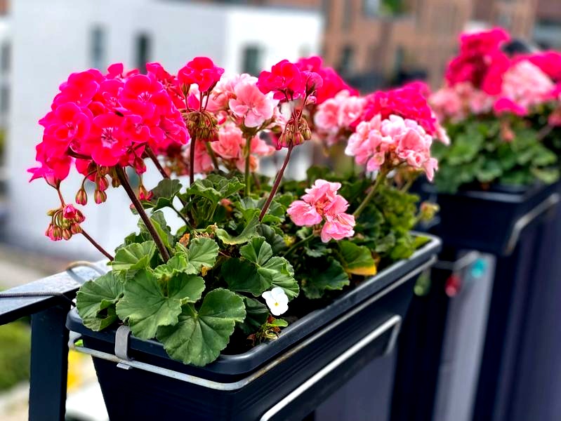 Najlepszy nawóz pod pelargonie – sekrety zdrowego wzrostu i pełnego kwitnienia