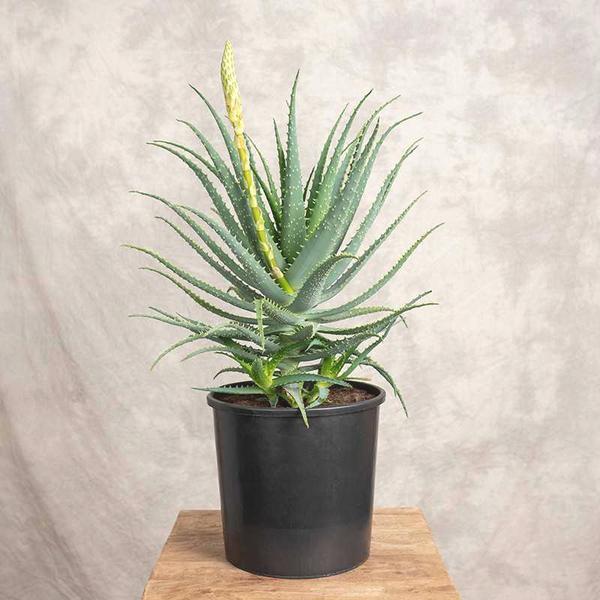 Aloes w doniczce