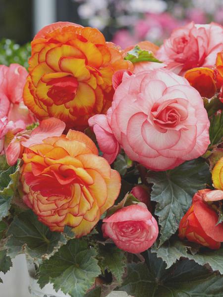 Begonia stale kwitnąca