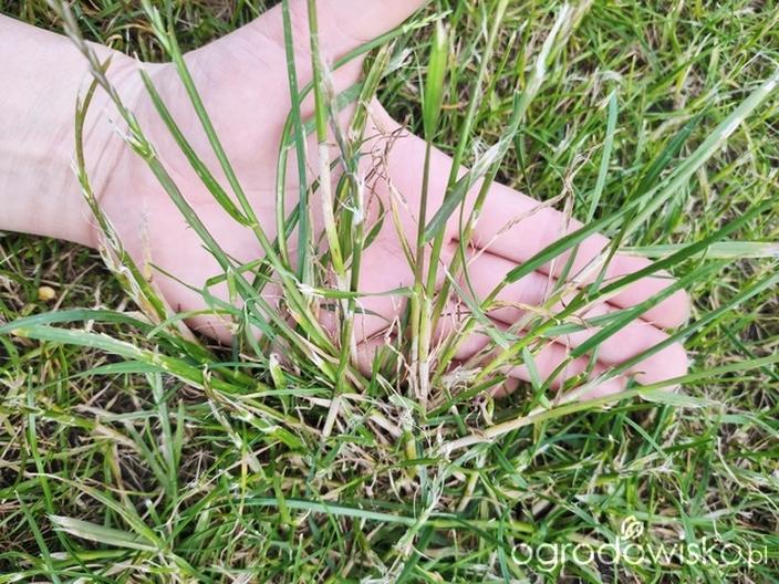 Naturalne sposoby na chwasty