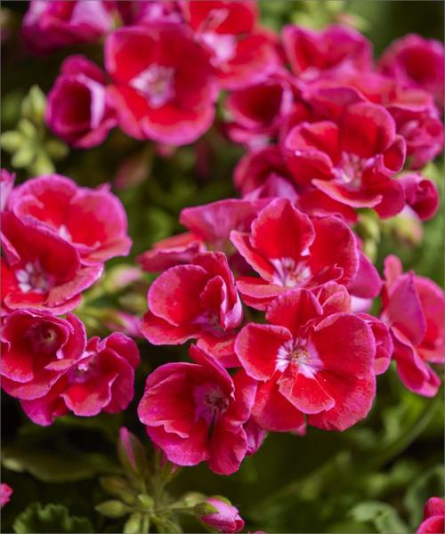 Ochrona pelargonii przed przymrozkami