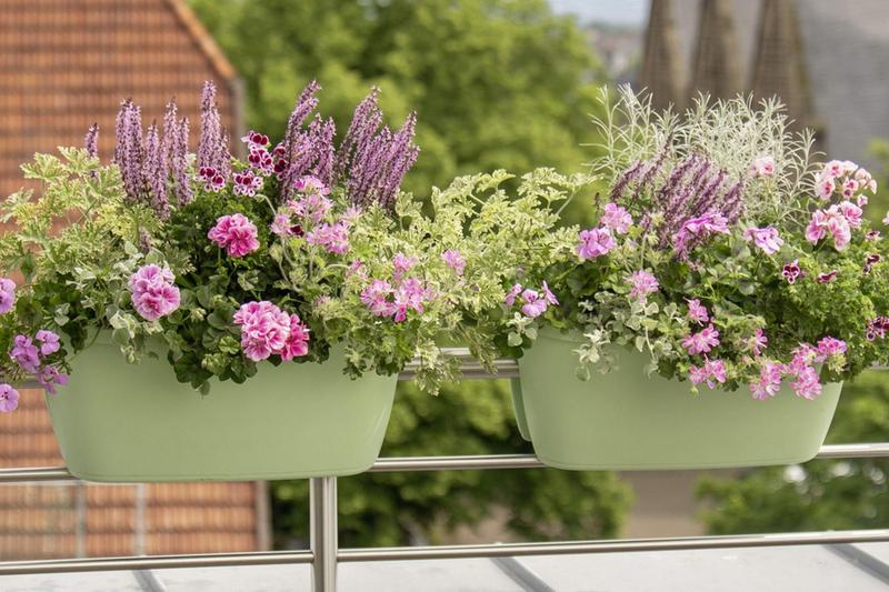 Przesadzanie pelargonii
