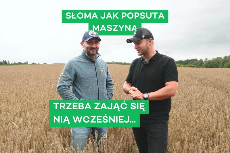 Pszenica wiosna