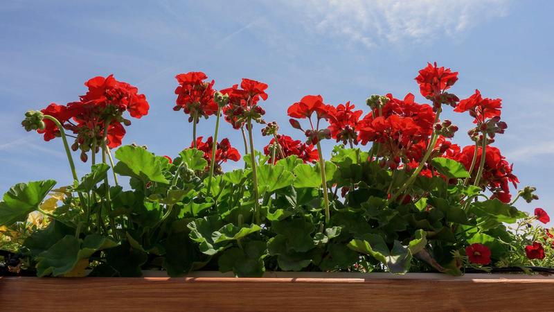 Sadzenie pelargonii wiosną