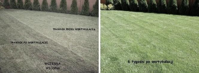 Wertykulacja trawnika
