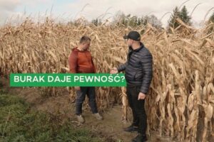 Jakie nawozy na wiosnę wybrać do pszenicy? 5 kluczowych składników, które musisz znać!
