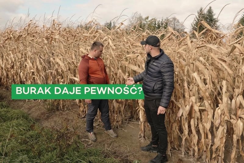 Jakie nawozy na wiosnę wybrać do pszenicy? 5 kluczowych składników, które musisz znać!