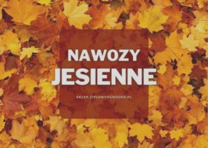 Jakie nawozy stosować na jesień, aby tuje przetrwały zimę bez przemarznięcia?