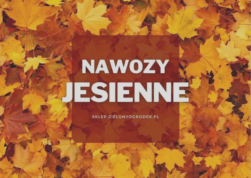 Jakie nawozy stosować na jesień, aby tuje przetrwały zimę bez przemarznięcia?