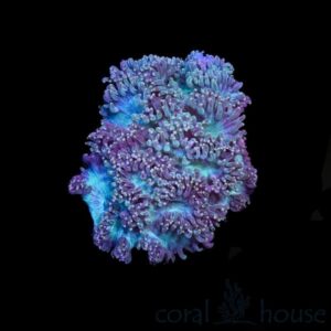Koralowiec jako kwiat: odkrywanie tajemnic fascynujących organizmów morskich