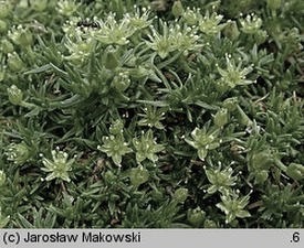 Mokrzyca chwast: skuteczne metody walki i medyczne zastosowanie w ogrodzie