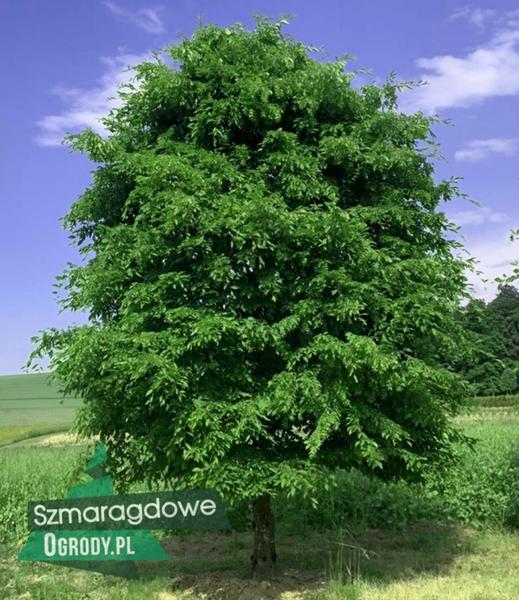 Pielęgnacja grabu