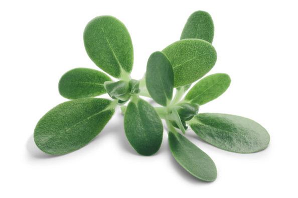 Portulaka w ogrodzie