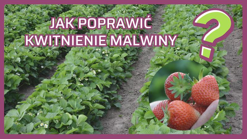 Przyczyny braku kwiatów