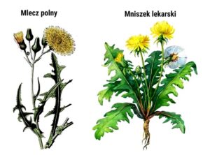 Chwasty o żółtych kwiatach: rozpoznanie i skuteczne zwalczanie