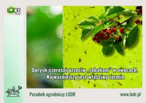 Kiedy opryskiwać czereśnie, by skutecznie chronić plon przed szkodnikami?