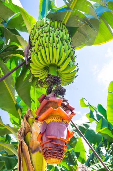 Kwitnienie bananowca