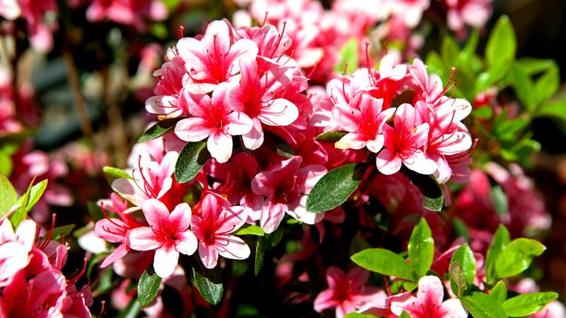 Kwitnienie rododendronów