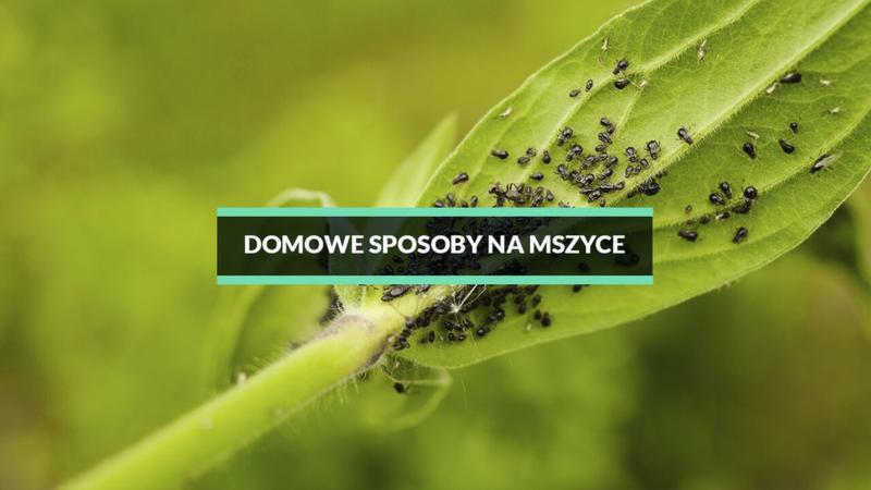 Naturalne metody na mszyce