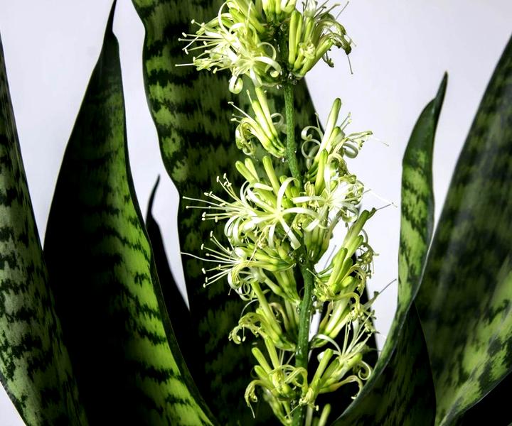 Odmiany sansewierii