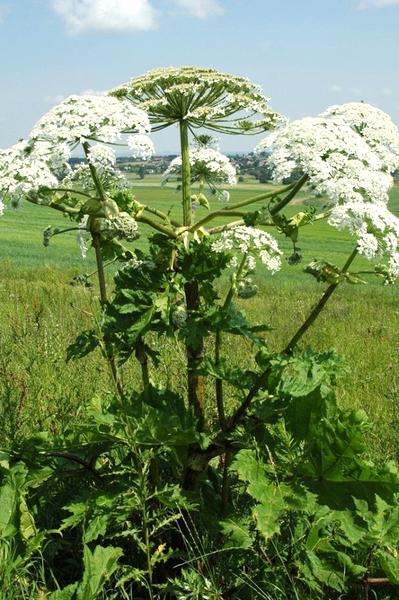 Rozpoznawanie chwastów