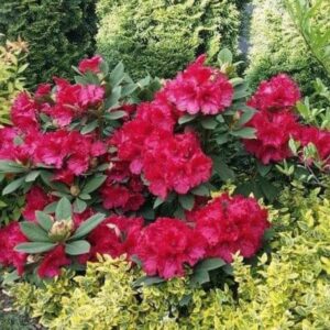 Jak długo kwitnie rododendron? Terminy kwitnienia i sposoby na jego przedłużenie