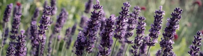 Jaką lawendę wybrać do ogrodu? Najlepsze odmiany na polski klimat