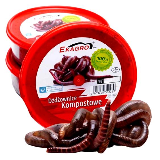 Dżdżownica kalifornijska