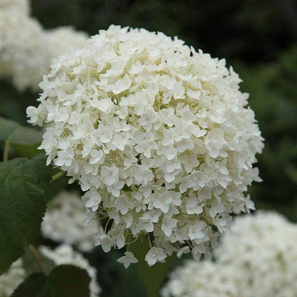 Hortensja Anabelle
