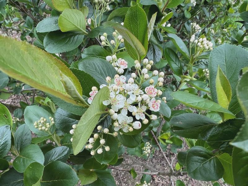 Kwitnienie aronii