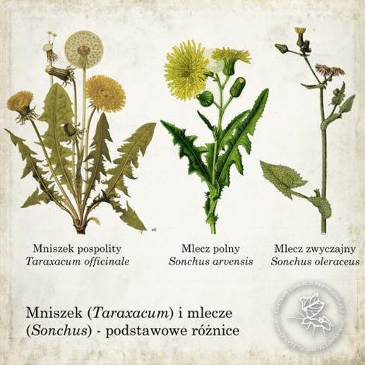 Mniszek czy mlecz