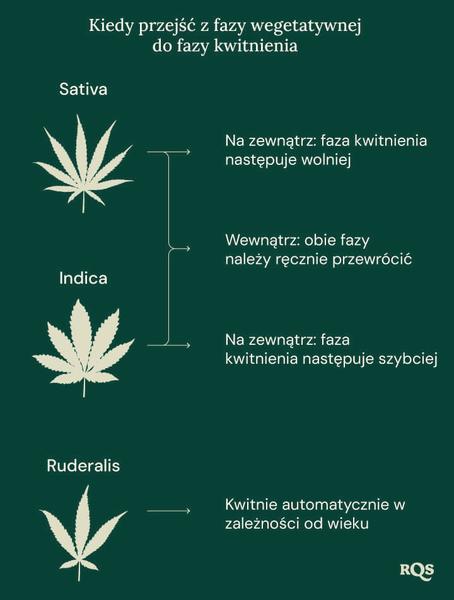 Odmiany marihuany