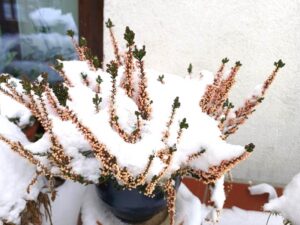 Czy wrzosy zimują w ogrodzie? Skuteczna ochrona przed mrozem