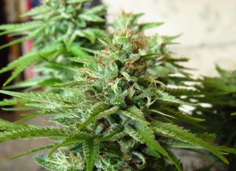 Jak długo kwitnie marihuana? Czas kwitnienia według odmiany