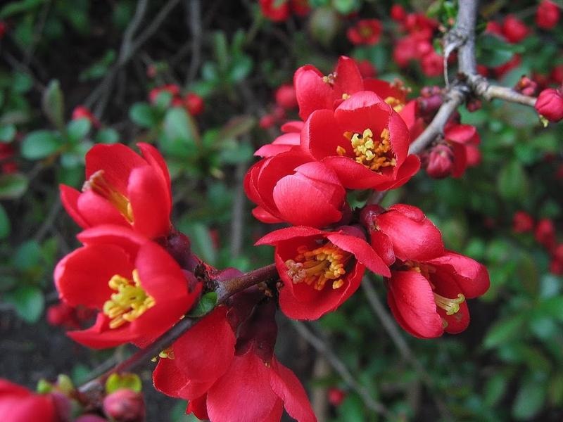 Jak kwitnie pigwa? Kwiaty, zapach i termin kwitnienia w maju