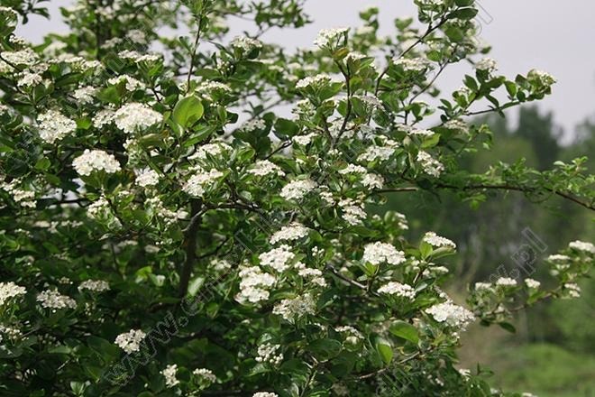 Kiedy kwitnie aronia? Termin kwitnienia i wygląd kwiatów