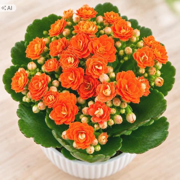 Kalanchoe na zewnątrz