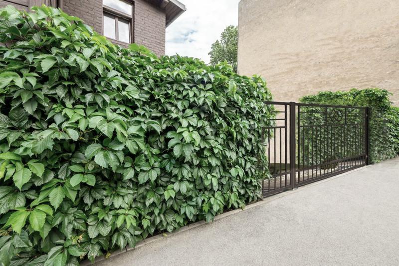 Krzewy przy siatce