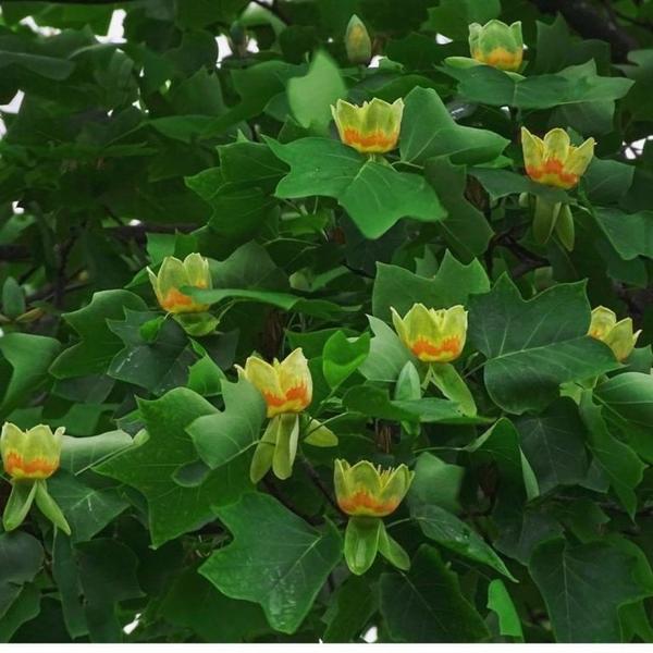 Kwiaty tulipanowca